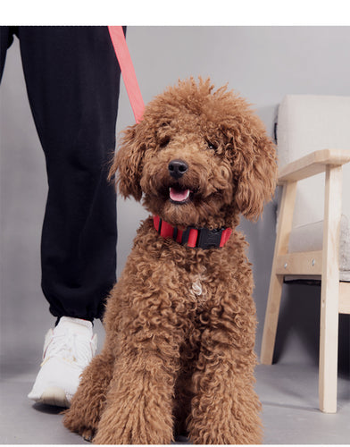 Glow Pet Collar